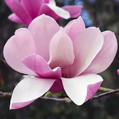 Магнолия РИККИ — описание сорта Магнолия РИККИ в Москве