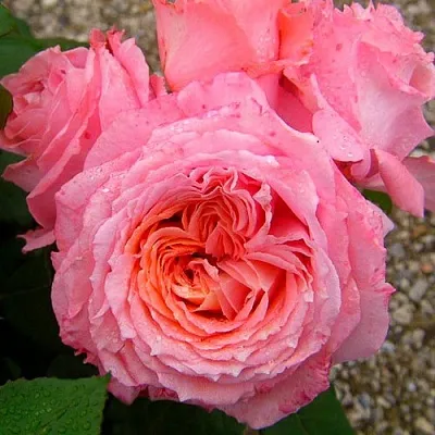 Саженцы роз ИНСТИТУТ ЛЮМЬЕР шраб  Саженцы роз ИНСТИТУТ ЛЮМЬЕР шраб в Москве