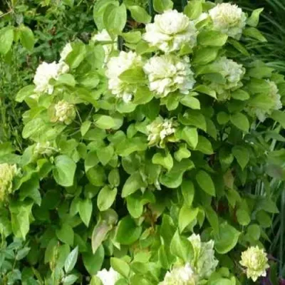 Клематис КОХАНА — описание сорта Клематис КОХАНА в Москве