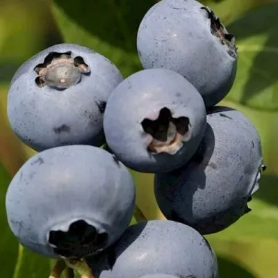 Голубика ЧАНДЛЕР — описание сорта Голубика ЧАНДЛЕР в Москве