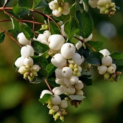 Снежноягодник  Снежноягодник в Москве