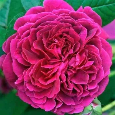 Саженцы роз ВИЛЬЯМ ШЕКСПИР английская — описание сорта Саженцы роз ВИЛЬЯМ ШЕКСПИР английская в Москве