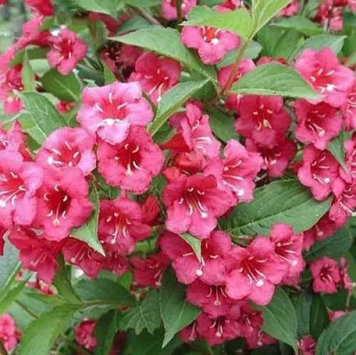 Вейгела БРИСТОЛЬ РУБИ  Вейгела БРИСТОЛЬ РУБИ в Москве