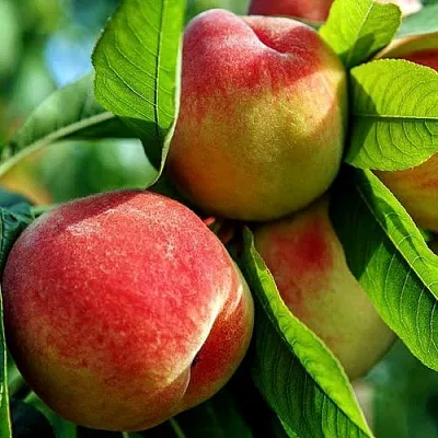 Персик  Персик в Москве