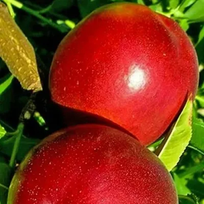 Нектарин НЕКТАРЕД-4 — описание сорта Нектарин НЕКТАРЕД-4 в Москве