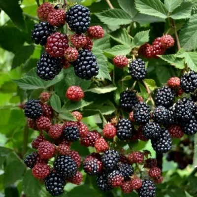 Ежевика РУБЕН ремонтантная в Москве