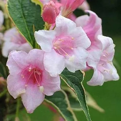 Вейгела ВАРИЕГАТТА — описание сорта Вейгела ВАРИЕГАТТА в Москве