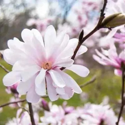 Магнолия РОЗЕЯ — описание сорта Магнолия РОЗЕЯ в Москве