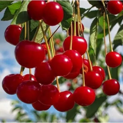 Вишня ФЛОРА степная в Москве