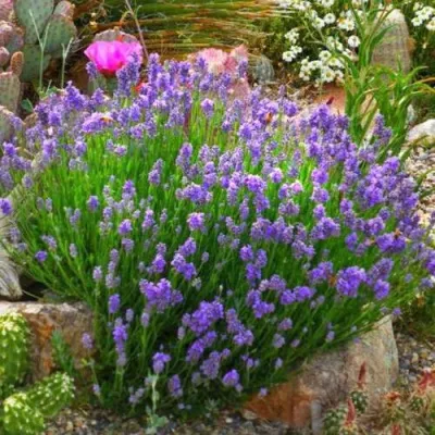 Лаванда ДВАРФ БЛЮ узколистная в Москве