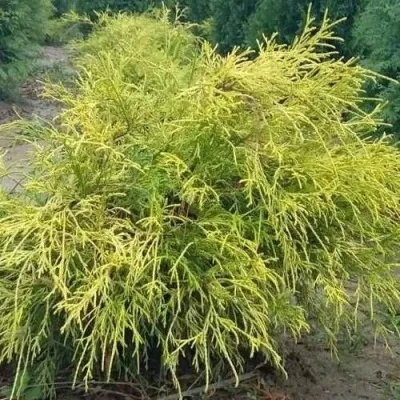 Кипарисовик ФИЛИФЕРА АУРЕА горохоплодный — описание сорта Кипарисовик ФИЛИФЕРА АУРЕА горохоплодный в Москве