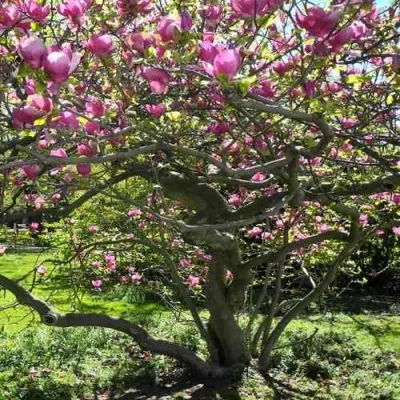 Магнолия СУЛАНЖА — описание сорта Магнолия СУЛАНЖА в Москве