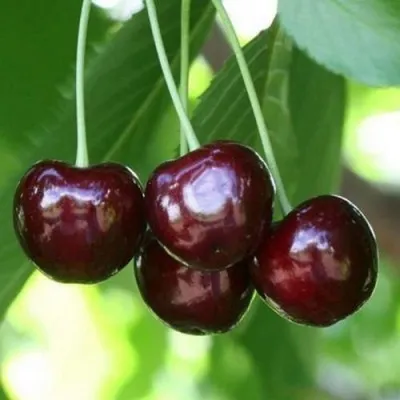 Черешня ЛЕНИНГРАДСКАЯ ЧЁРНАЯ — описание сорта Черешня ЛЕНИНГРАДСКАЯ ЧЁРНАЯ в Москве