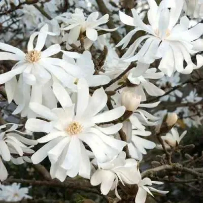 Магнолия РОЯЛ СТАР — описание сорта Магнолия РОЯЛ СТАР в Москве