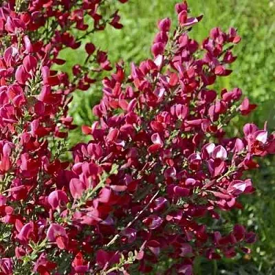 Ракитник БОСКОП РУБИ   Ракитник БОСКОП РУБИ  в Москве