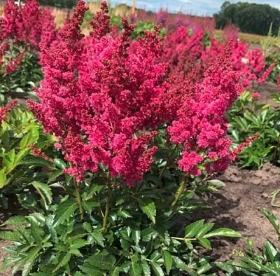 Астильба ЛАКИ ДЕЙ Арендса  Астильба ЛАКИ ДЕЙ Арендса в Москве