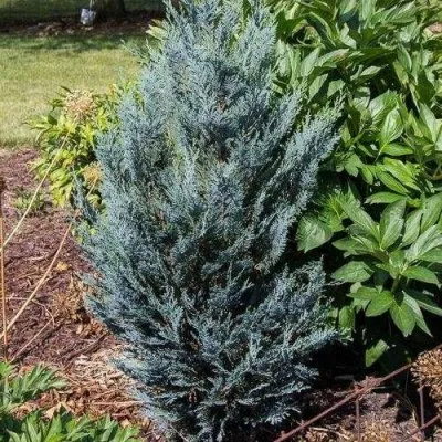 Кипарисовик ДАРТС БЛЮ РИББОН лавсона — описание сорта Кипарисовик ДАРТС БЛЮ РИББОН лавсона в Москве