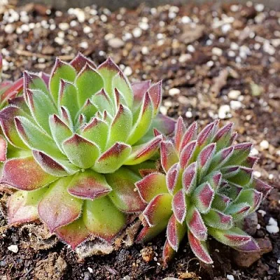 Молодило РУССКОЕ в Москве