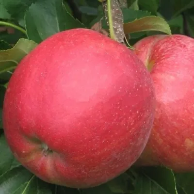 Яблоня РУБИН — описание сорта Яблоня РУБИН в Москве