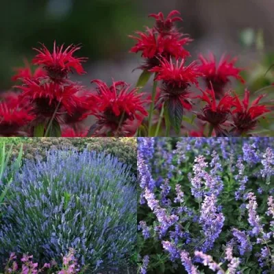 Комплект АРОМАТНЫЙ ЧАЙ — описание сорта Комплект АРОМАТНЫЙ ЧАЙ в Москве