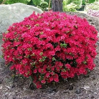 Азалия КАНЗОНЕТТА японская в Москве