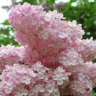 Сирень ВЕЧЕРНИЙ ЗВОН  Сирень ВЕЧЕРНИЙ ЗВОН в Москве