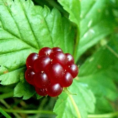 Княженика ЭЛПЕ  Княженика ЭЛПЕ в Москве