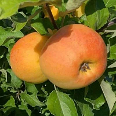 Яблоня АНТОНОВКА ЗОЛОТАЯ  Яблоня АНТОНОВКА ЗОЛОТАЯ в Москве