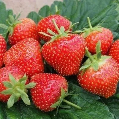 Клубника ЭЛЬСАНТА — описание сорта Клубника ЭЛЬСАНТА в Москве