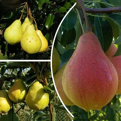 Комплект ТРИ ГРАЦИИ  Комплект ТРИ ГРАЦИИ в Москве