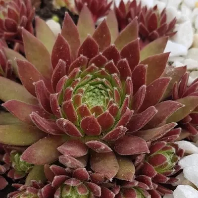 Молодило ЛЮФТШПРУНГ в Москве