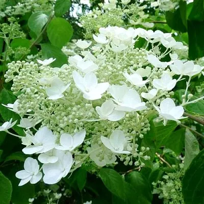 Гортензия УАЙТ ДОМ древовидная  Гортензия УАЙТ ДОМ древовидная в Москве