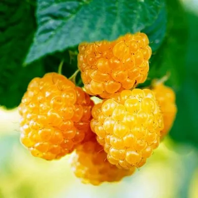 Малина МЕДОВАЯ  Малина МЕДОВАЯ в Москве