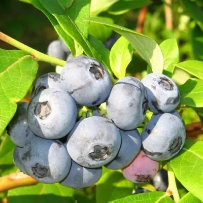 Голубика ЭЛИЗАБЕТ в Москве