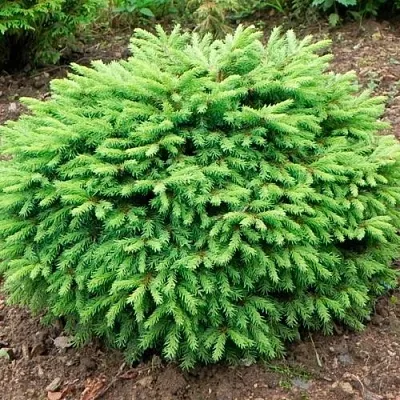 Ель НИДИФОРМИС обыкновенная  Ель НИДИФОРМИС обыкновенная в Москве