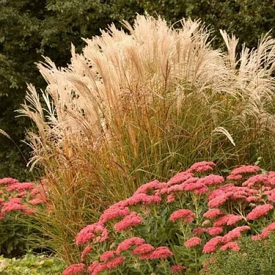 Злаки в Москве