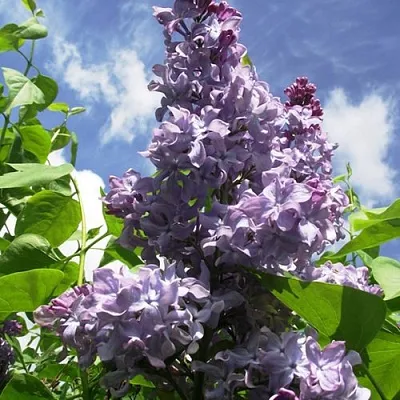 Сирень КРЫЛЬЯ НАДЕЖДЫ  Сирень КРЫЛЬЯ НАДЕЖДЫ в Москве