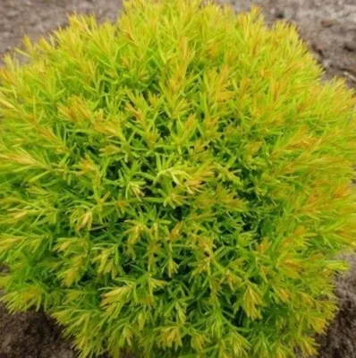 Туя АННИЕК западная — описание сорта Туя АННИЕК западная в Москве