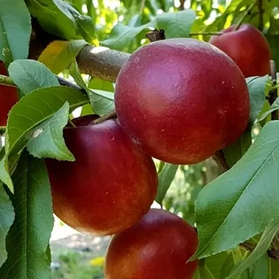 Нектарин ФАНТАЗИЯ — описание сорта Нектарин ФАНТАЗИЯ в Москве