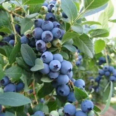 Голубика ЭЛЛИОТ — описание сорта Голубика ЭЛЛИОТ в Москве