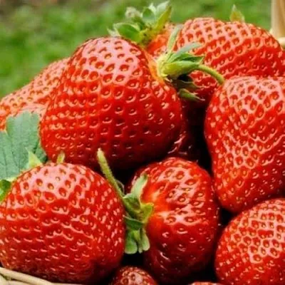 Клубника ФЛОРЕНС  Клубника ФЛОРЕНС в Москве