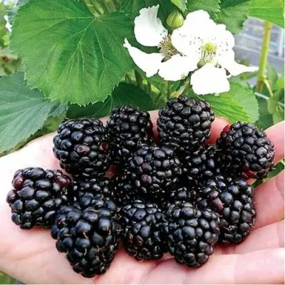 Ежевика РУБЕН ремонтантная в Москве