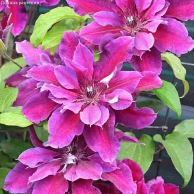 Клематис МАЙ БЬЮТИ — описание сорта Клематис МАЙ БЬЮТИ в Москве