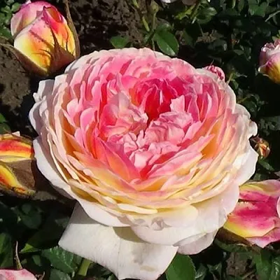 Саженцы роз РОЗОМАН ЖАНОН шраб  Саженцы роз РОЗОМАН ЖАНОН шраб в Москве