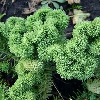 Очиток (седум) КРИСТАТУМ отогнутый в Москве