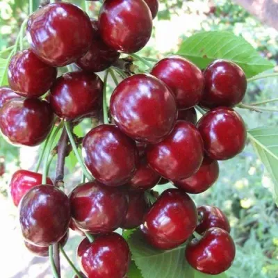 Черешня ОДРИНКА в Москве