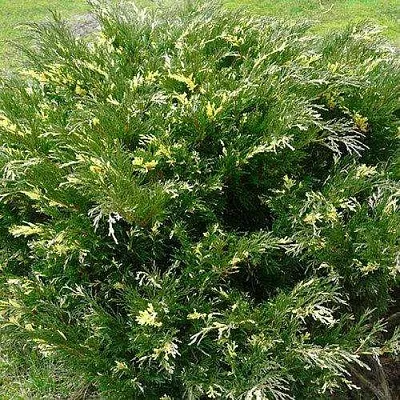 Можжевельник АНДОРА ВАРИЕГАТА горизонтальный  Можжевельник АНДОРА ВАРИЕГАТА горизонтальный в Москве