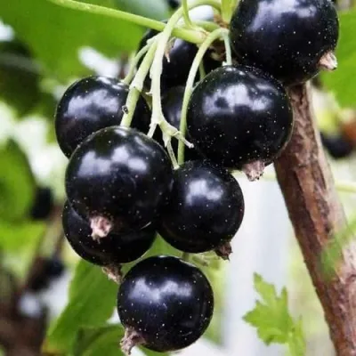 Смородина чёрная ДЕЛИКАТЕСНАЯ — описание сорта Смородина чёрная ДЕЛИКАТЕСНАЯ в Москве