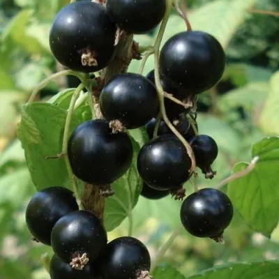 Смородина чёрная ЗЕЛЁНАЯ ДЫМКА — описание сорта Смородина чёрная ЗЕЛЁНАЯ ДЫМКА в Москве