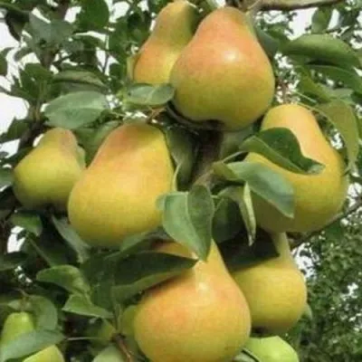 Груша ЛЮБИМИЦА ЯКОВЛЕВА — описание сорта Груша ЛЮБИМИЦА ЯКОВЛЕВА в Москве